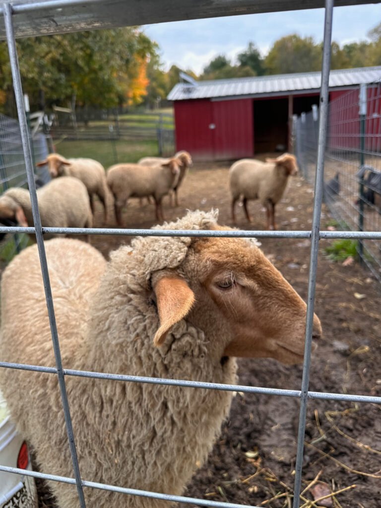 71941364394__426E9061-84A9-472F-9F48-59A53E1FF96D